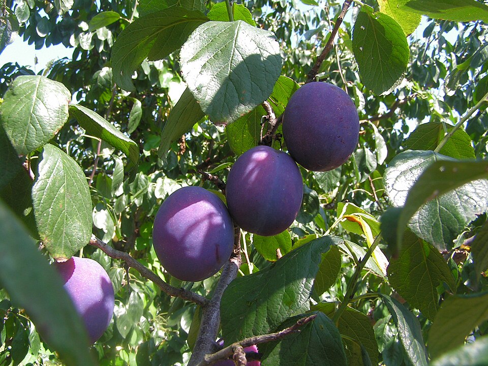 how to grow european plums
