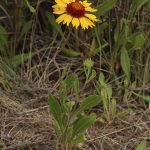 960px Gaillardia aristata 0059