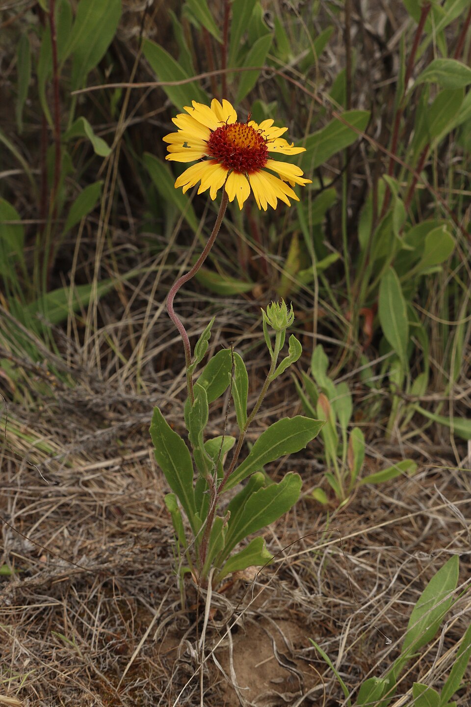 960px Gaillardia aristata 0059