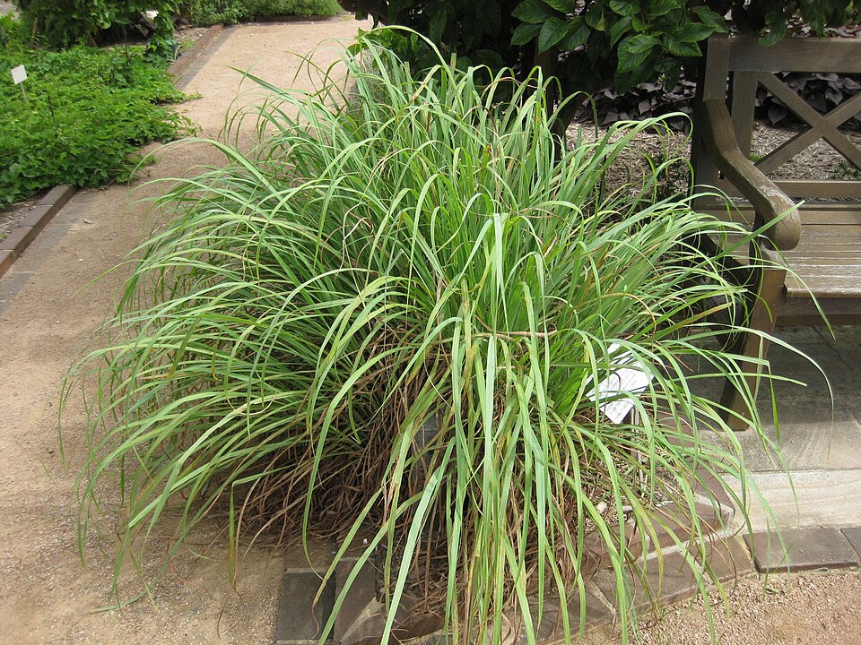960px Gardenology.org IMG 2892 rbgs11jan