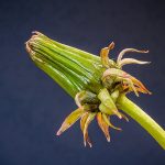 How to Grow Dandelion Greens: Guide