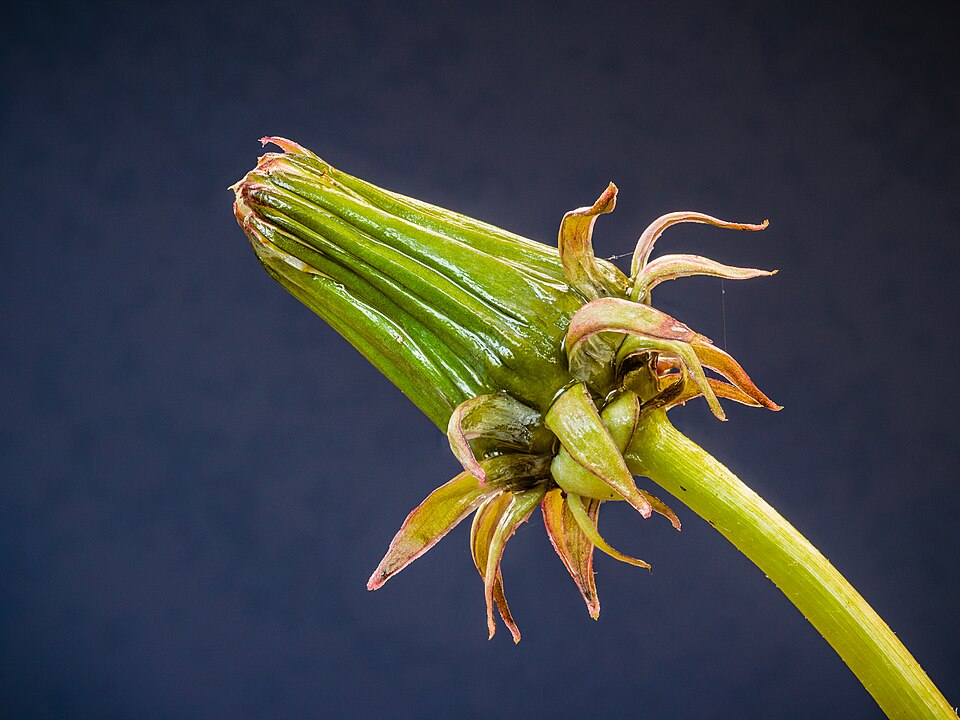 960px Gesloten bloem van de paardenbloem 28Taraxacum officinale29 09 05 2021. 28d.j.b29 02