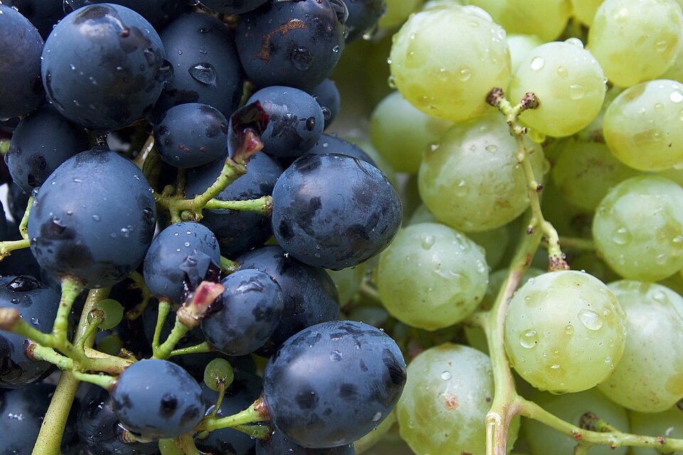 How to Grow Grapes: Vines for Home Gardens