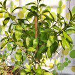 How to Grow Longevity Spinach: USA Care Guide