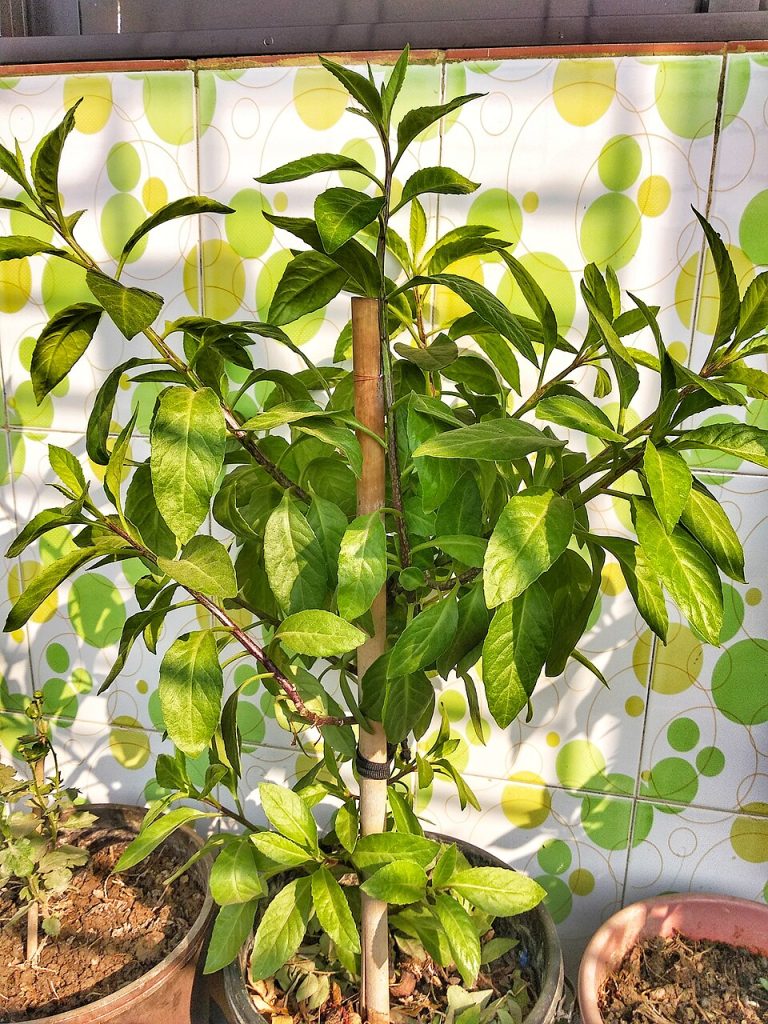 how to grow longevity spinach