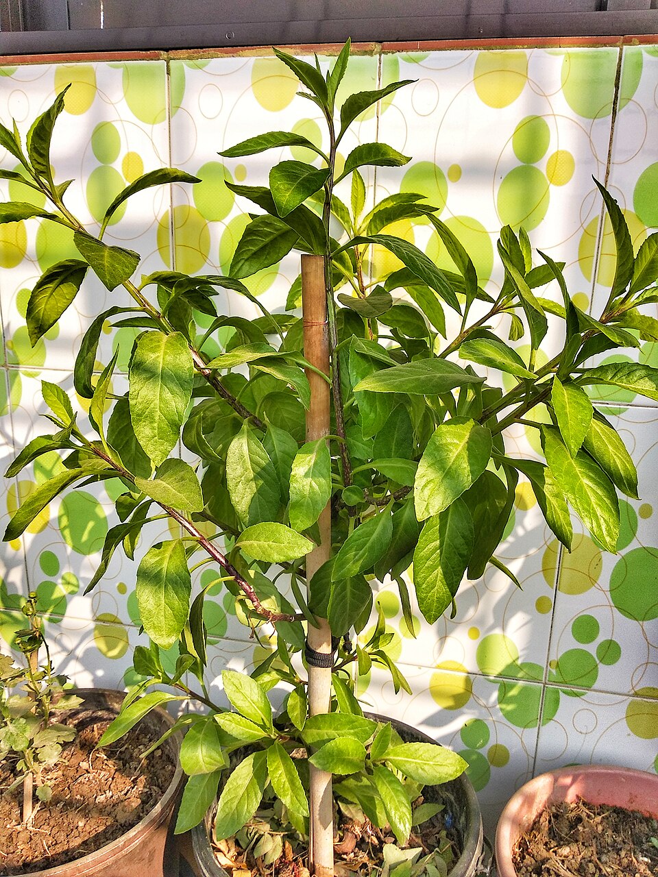 960px Gynura procumbens 28Diabetes plant29 28129