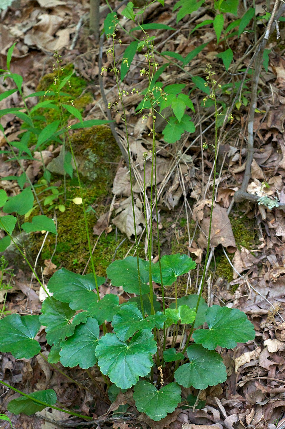 960px Heuchera americana Arkansas