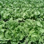 How to Grow Lettuce: Crisp Leaves, No Bolting