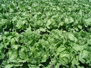 How to Grow Lettuce: Crisp Leaves, No Bolting