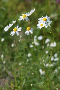 How to Grow Chamomile for Tea: USA Guide