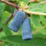 960px Lonicera coerulea a3