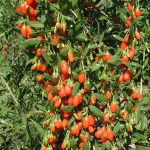 How to Grow Goji Berries: Fruit Guide
