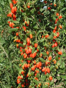 How to Grow Goji Berries: Fruit Guide