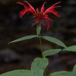 960px Monarda didyma inflorescence and upper cauline leaves