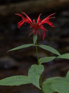 How to Grow Bee Balm: Pollinator USA Guide