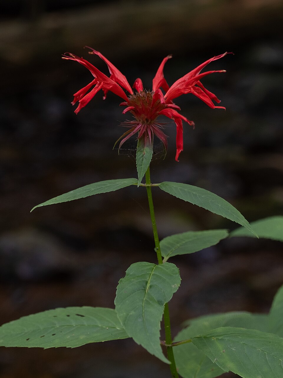 960px Monarda didyma inflorescence and upper cauline leaves