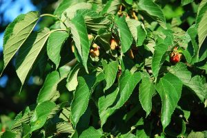 How to Grow Mulberries: Tree Fruit Guide