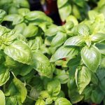 How to Grow Basil: A Beginner’s USA Guide