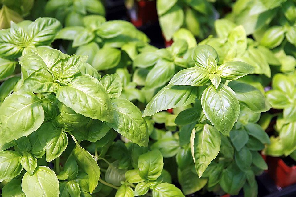 960px Ocimum basilicum 8zz