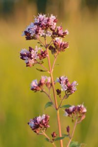 How to Grow Oregano: Perennial Herb Guide