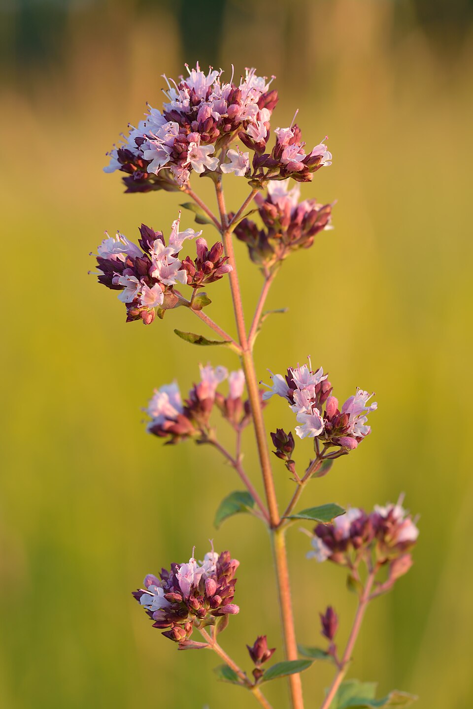 960px Origanum vulgare harilik pune