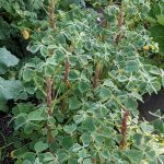 960px Oxalis tuberosa above ground