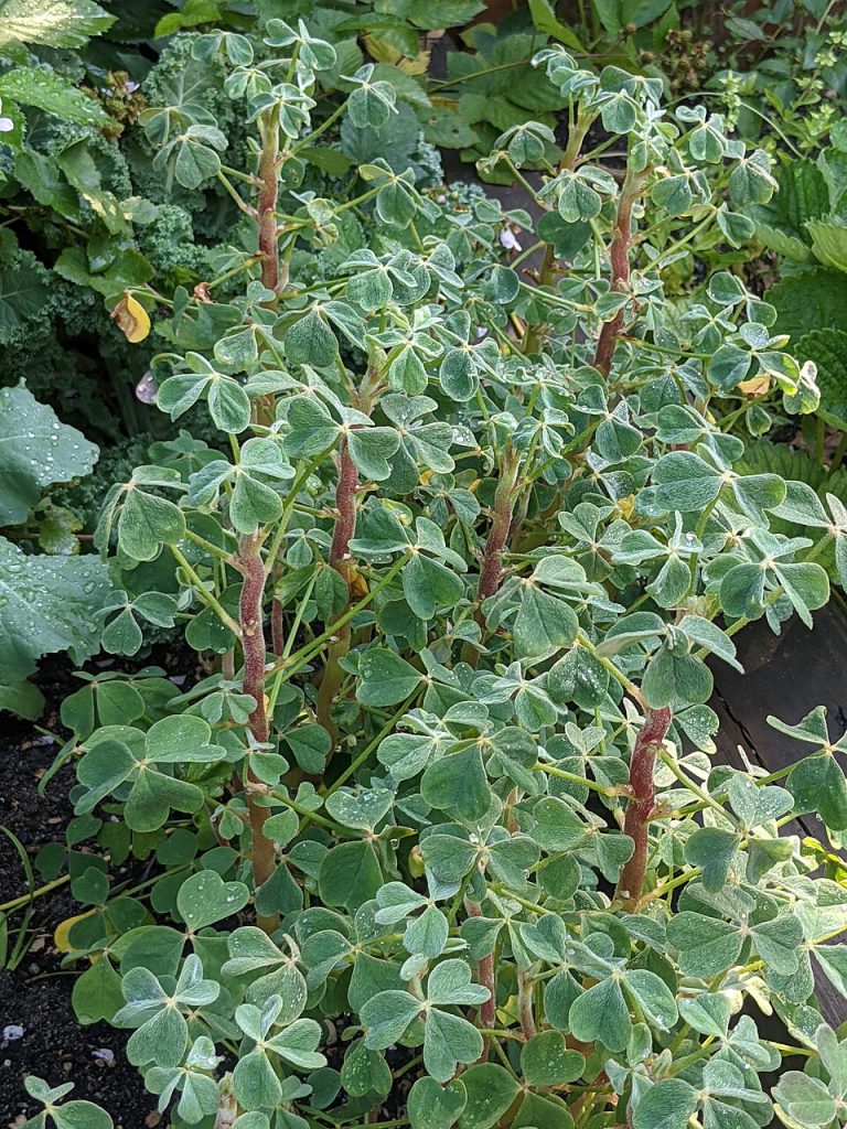 how to grow oca