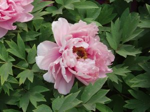 How to Grow Peonies: Classic Flower Guide