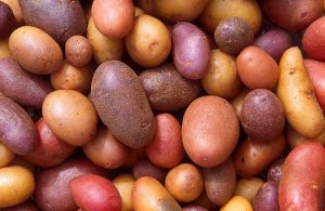 How to Grow Potatoes: Backyard Guide