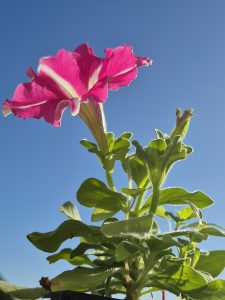How to Grow Petunias: Color Till Frost