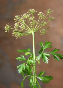 How to Grow Parsley: Fresh Herbs All Season