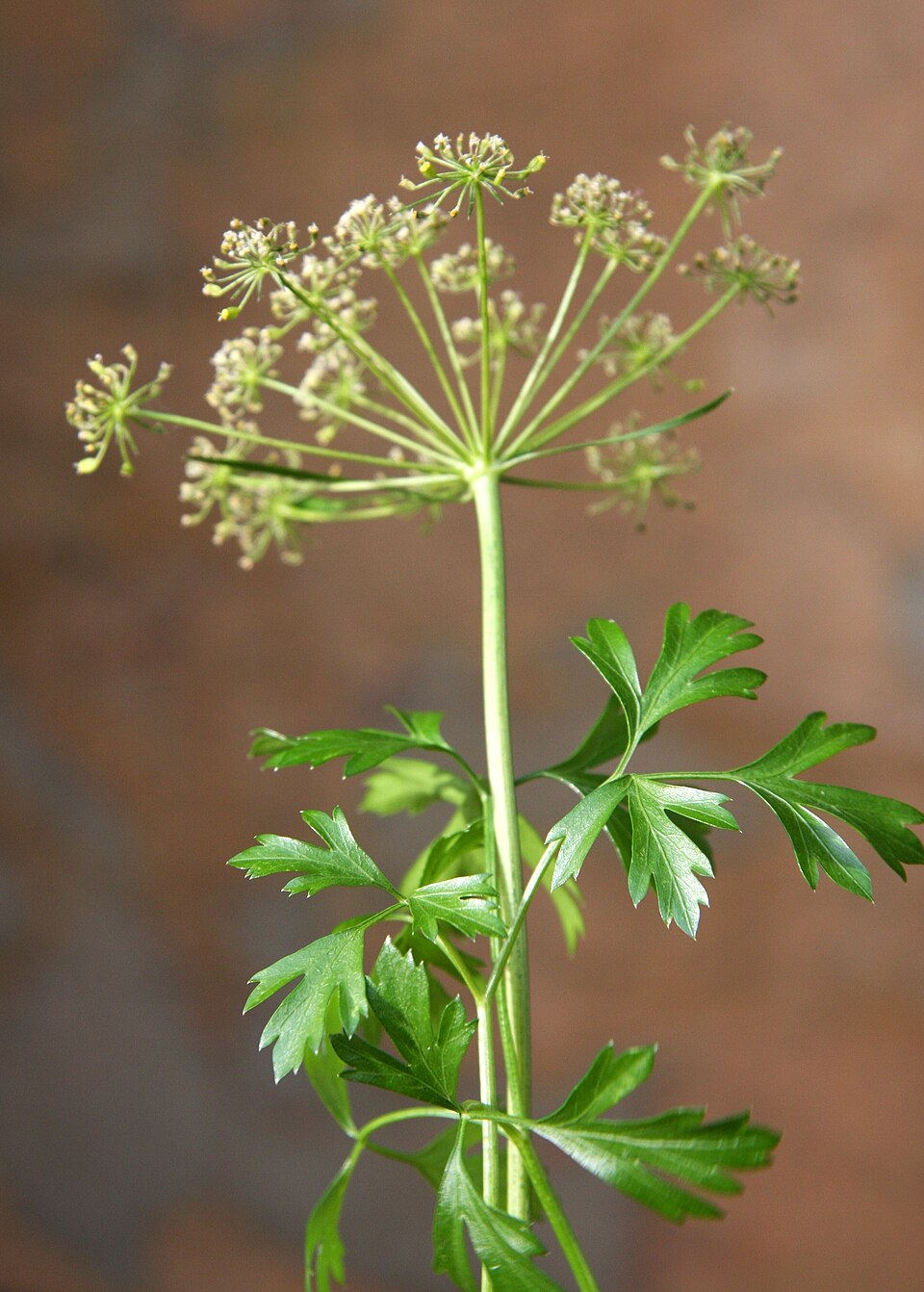 960px Petroselinum