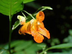 Growing Jewelweed: A Practical USA Guide
