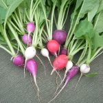 How to Grow Radishes: Fast Crop Guide