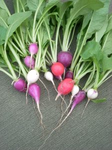 How to Grow Radishes: Fast Crop Guide