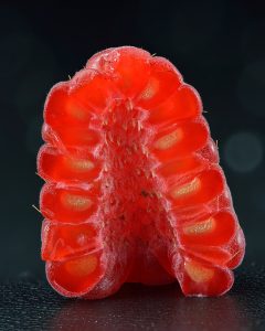 How to Grow Raspberries: USA Berry Guide