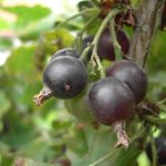 How to Grow Jostaberries: Berry Guide