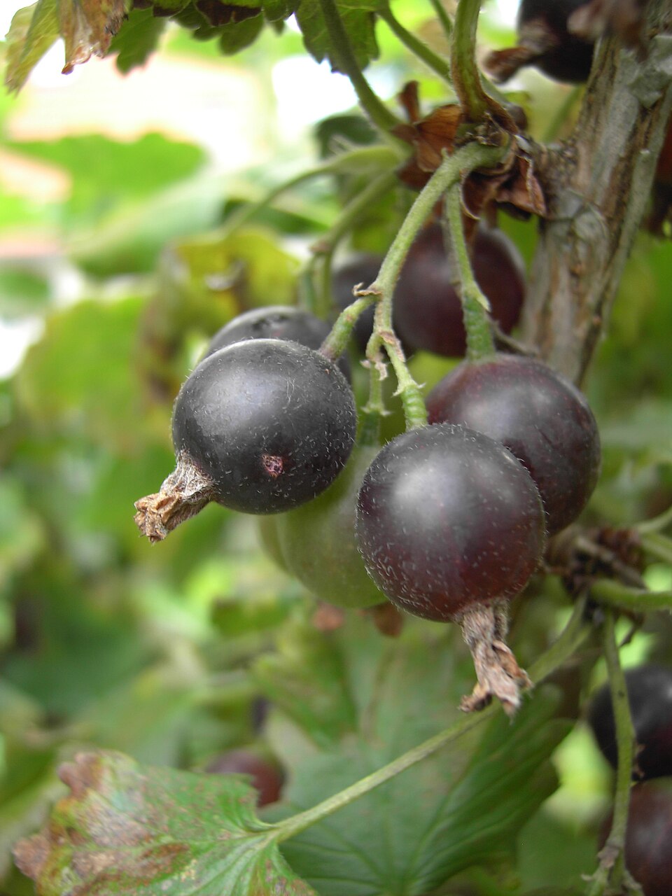 960px Ribes nidigrolaria