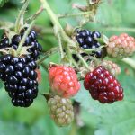 960px Ripe2C ripening2C and green blackberries