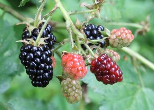 How to Grow Blackberries: Thornless & Easy