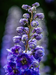 How to Grow Delphiniums: Tall Blooms Guide
