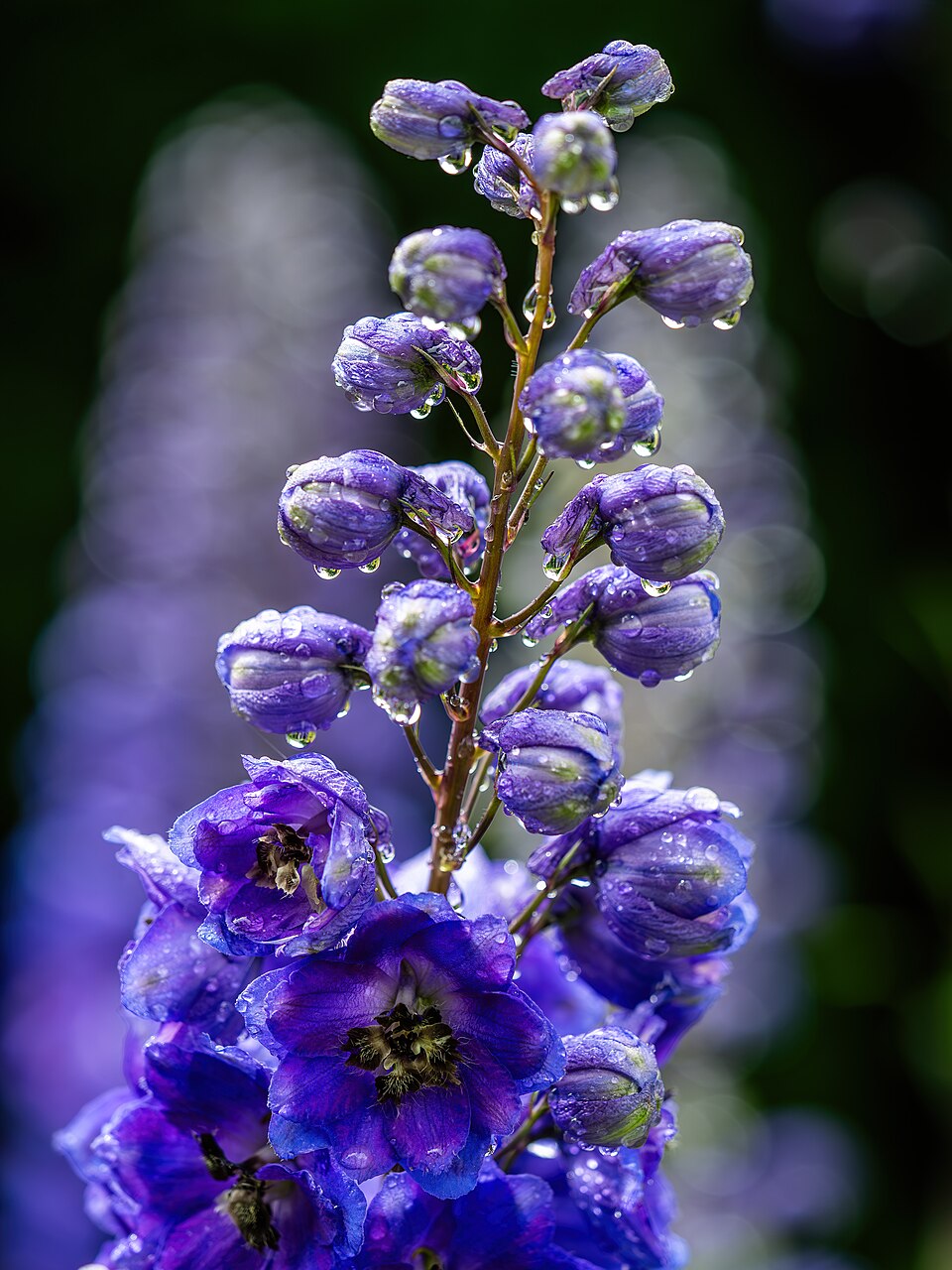 960px Rittersporn 28Delphinium elatum29 mit Wassertropfen 20160612 RM 123819