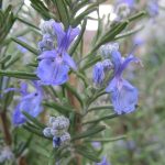 960px Rosemary in bloom