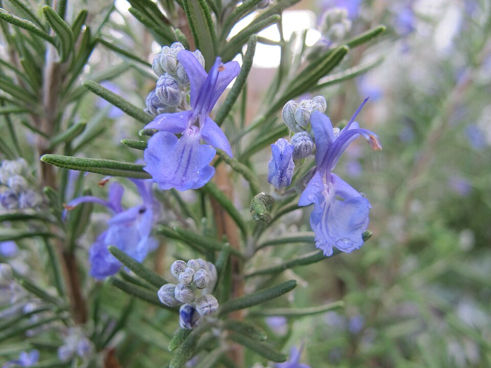 960px Rosemary in bloom