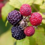 How to Grow Loganberries: Trellis & Care
