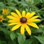 960px Rudbeckia hirta kz03