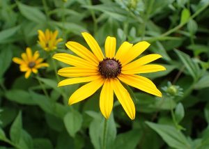How to Grow Black-Eyed Susans in the USA