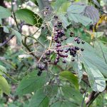 How to Grow Elderberries: Native Fruit Bush