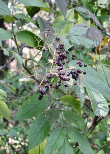 How to Grow Elderberries: Native Fruit Bush