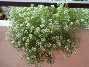How to Grow Sweet Alyssum: Complete USA Guide